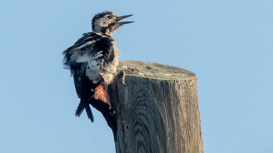 Syrian Woodpecker